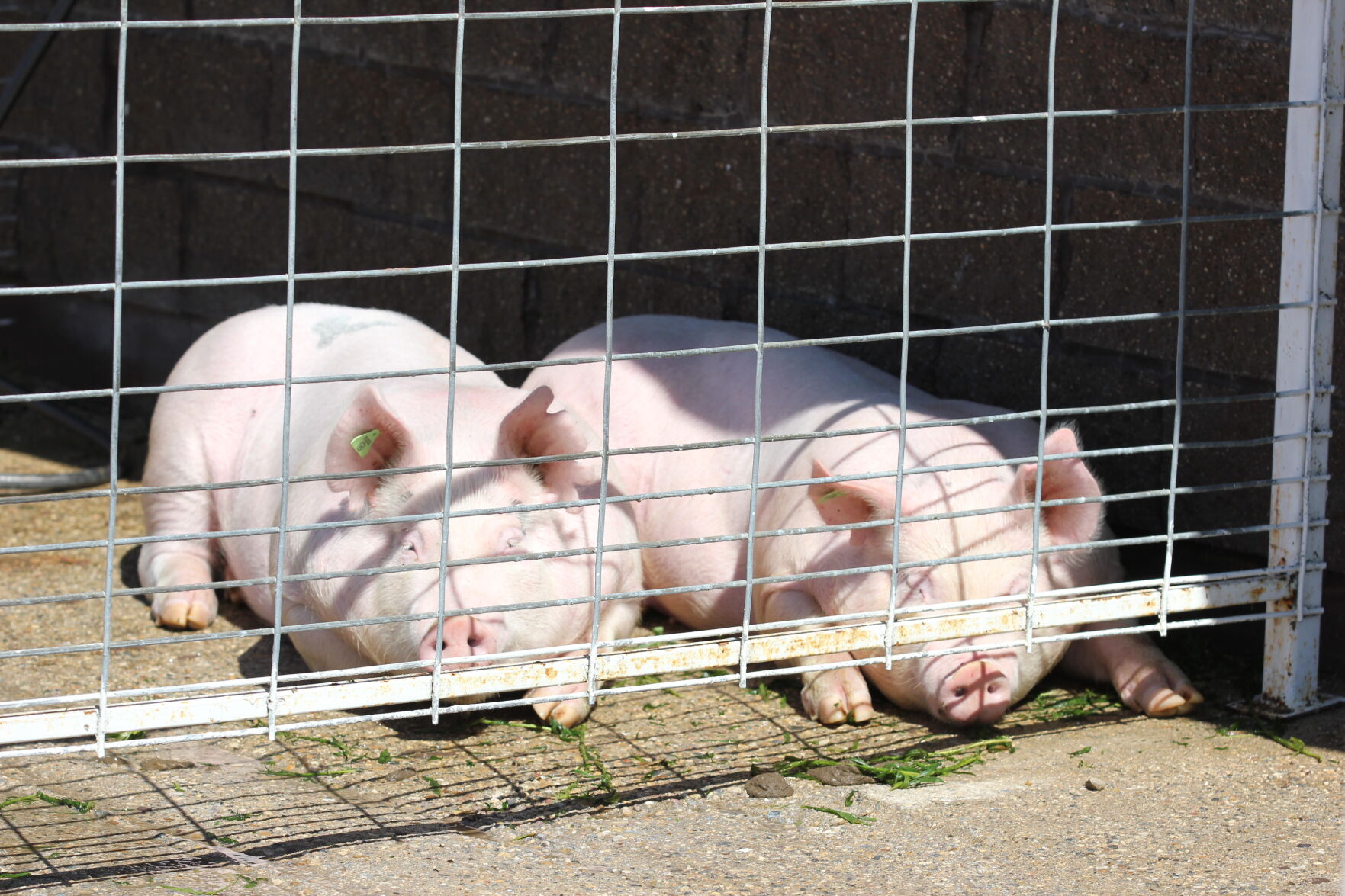 Twin Pigs.JPG